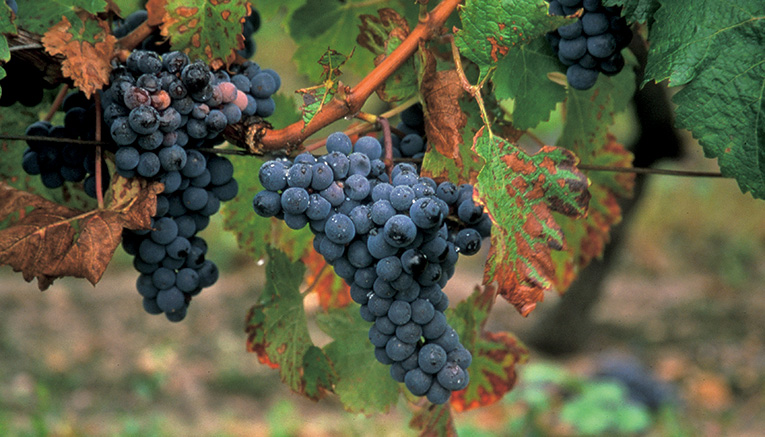 Blvq-loire-valley-biking-8